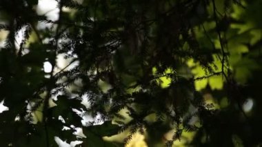 Yeşil ağaç dalları güneş ışığı altında