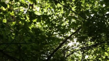 Arkasında parlayan güneş yaprakları ve dalları