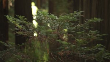 Nazik Esintide Yapraklı Fidan