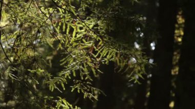 hafif bir esinti üfleme evergreen şube