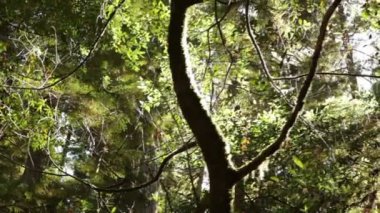 Yoğun orman içinde genç ağaç