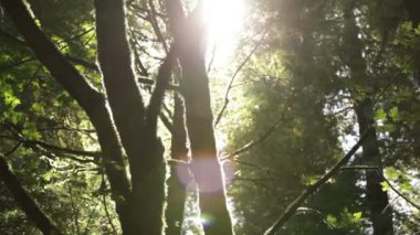 Yosunlu dallardan güneş