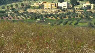 İsrail'de vurdu ve badem bir meyve bahçesi telif ücretsiz stok Video görüntüleri Panoraması