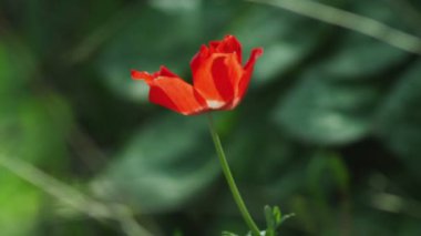 İsrail'de çekilen esintiyalnız kırmızı çiçek