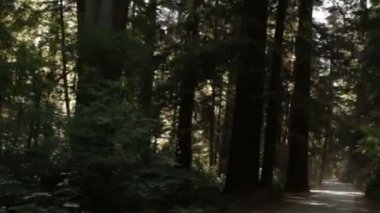 Kızılağaç ormanında gölgeli yol sürüş