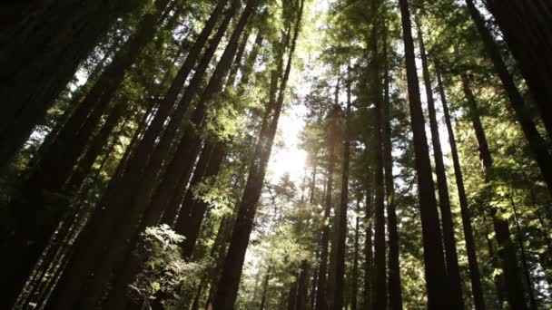 Soleil jette un coup d'oeil à travers un bosquet dense — Video