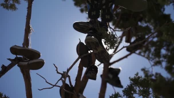 Ramas de árbol con unos zapatos — Vídeos de Stock