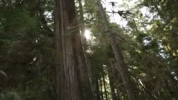 Tall pine tree trunks — Stock Video