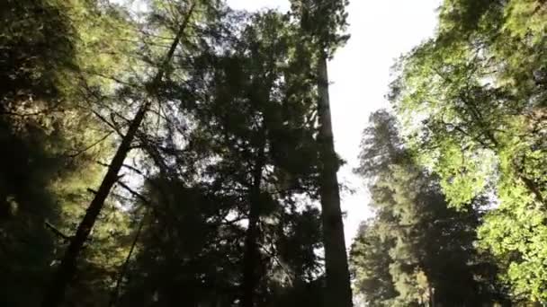 Witte lucht tegen hoge, donkere bomen — Stockvideo