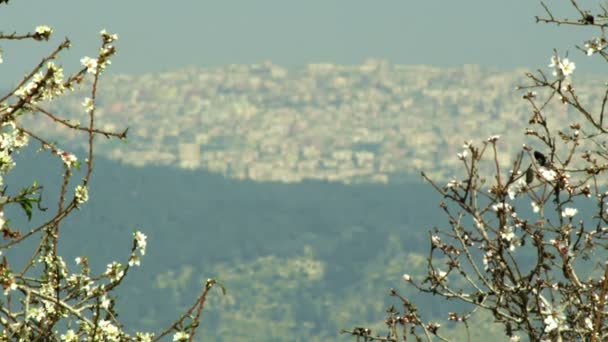 Branches d'amande oscillant dans la brise — Video