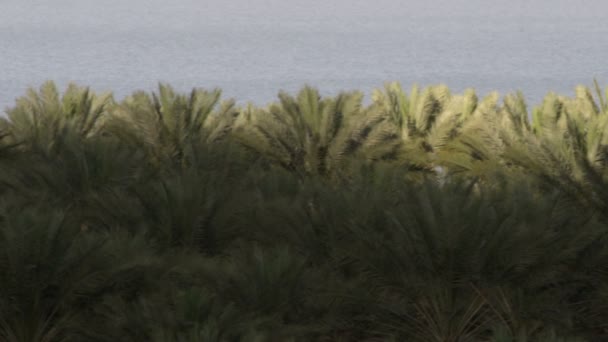 Palm bomen kronen op de dode zee in Israël — Stockvideo