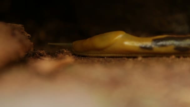 Large orange and brown slug crawling over forest ground — Stock Video