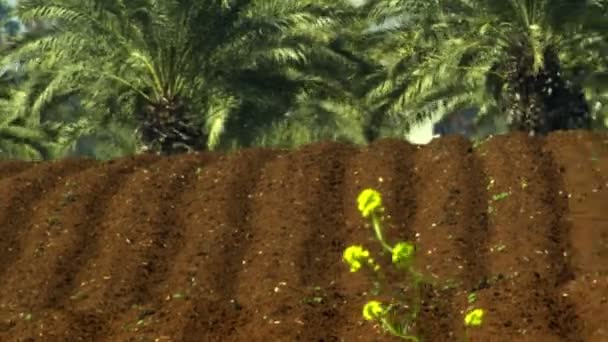 Freshly furrowed soil with a palm forest in the background — Stock Video