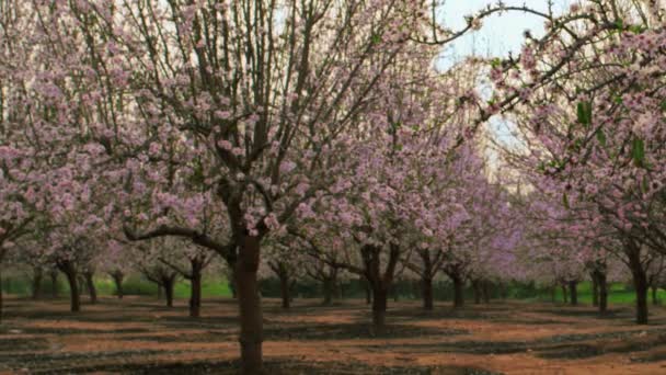 Blooming orchard rows shot in Israel — Stock Video