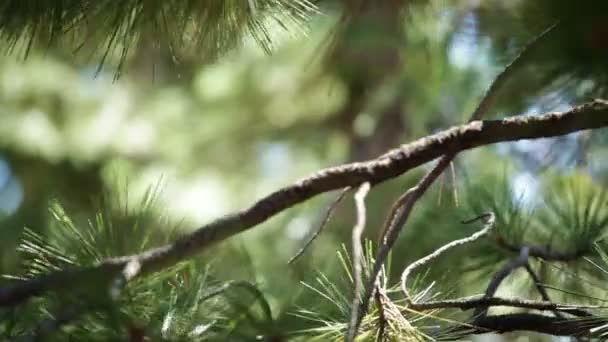 小松树树枝 — 图库视频影像