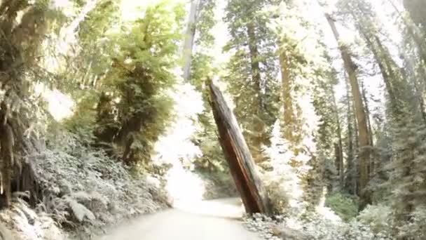 Conducir en el camino de tierra en el bosque pasado tronco roto — Vídeos de Stock
