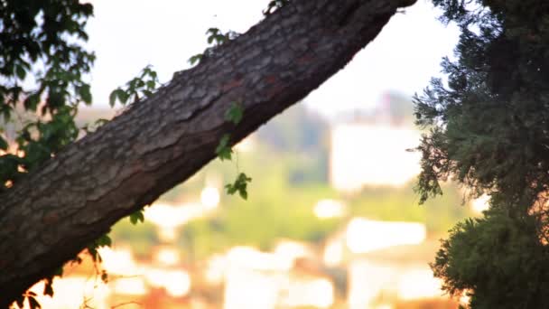 arbre devant le paysage urbain de Rome 