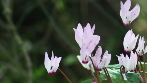 Purple and white flowers in the breeze shot in Israel — Stok Video