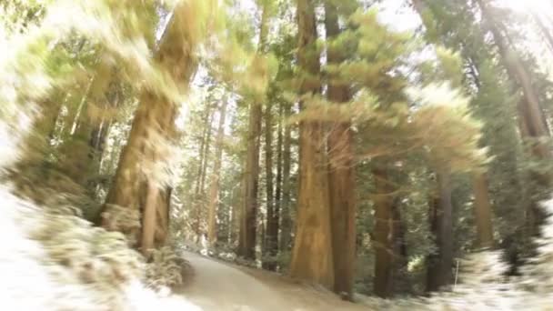 Conduire sur la route de terre à travers la forêt de pins — Video