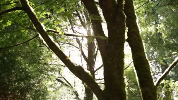 Soleil brisant les troncs d'arbres — Video