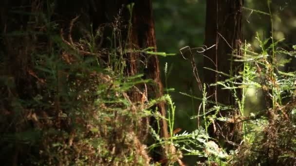 森林植生。カリフォルニア州 — ストック動画