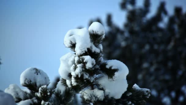 Drzewo sosny pokryte śniegiem w Wyoming — Wideo stockowe