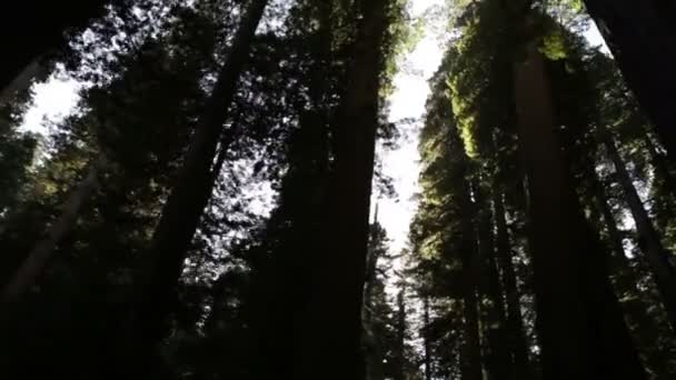 Hoge, schimmige bomen — Stockvideo