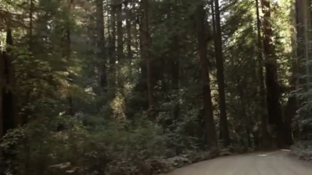 Condução na floresta de sequoias — Vídeo de Stock