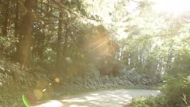 Route en forêt de pins 