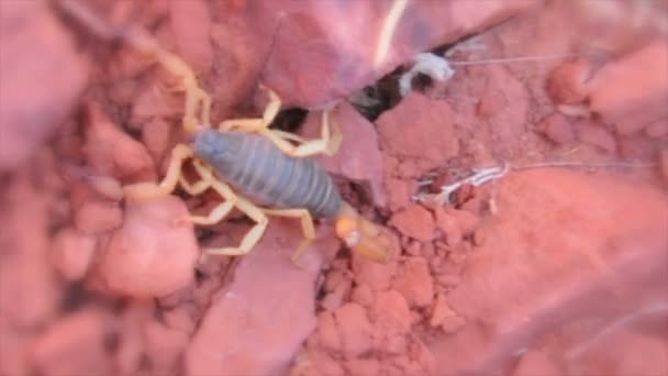 Escorpión arrastrándose sobre rocas en Moab — Vídeo de stock