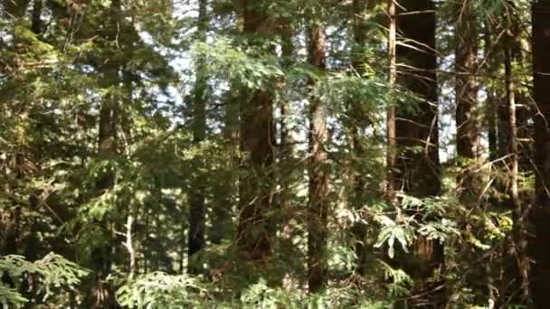 Ramas de árboles soplan en suave brisa — Vídeo de stock