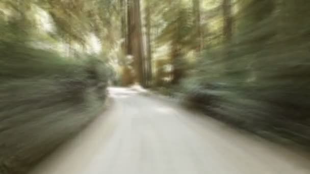 Conduire sur une route étroite dans une forêt en Californie . — Video