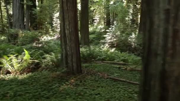 Vistas del bosque de helechos y arbustos — Vídeos de Stock