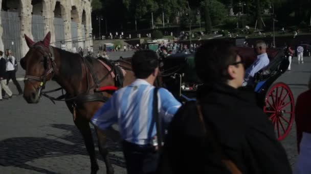 Одна лошадь прикована к коляске, припаркованной перед Колизеем в Риме, Италия . — стоковое видео