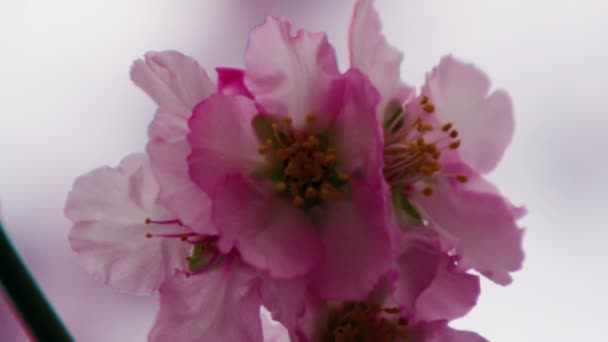 Royalty Free Stock Video Footage av rosa blommor på ett träd i Israel — Stockvideo