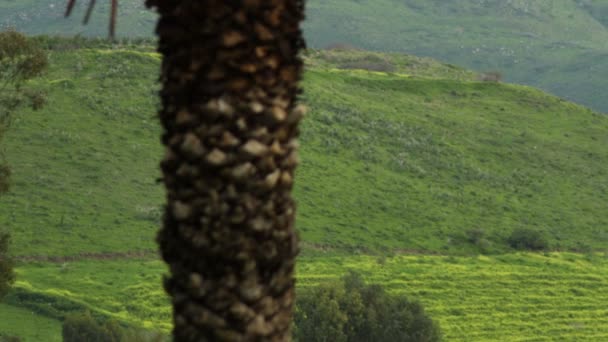 Fotografía de una palmera y verdes colinas filmadas en Israel — Vídeos de Stock