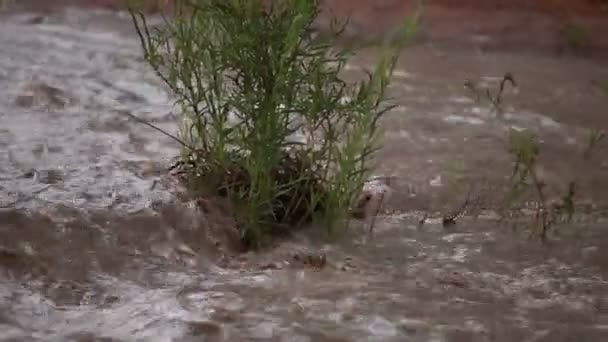 Rivière se précipitant autour de la plante verte 