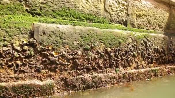 Mossy base de edificios en el canal de Venecia — Vídeos de Stock