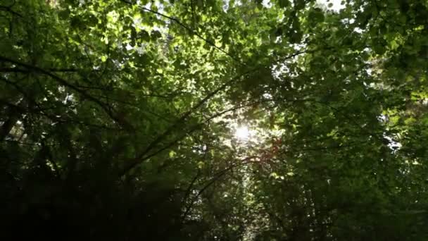 Soleil brisant les feuilles et les branches — Video