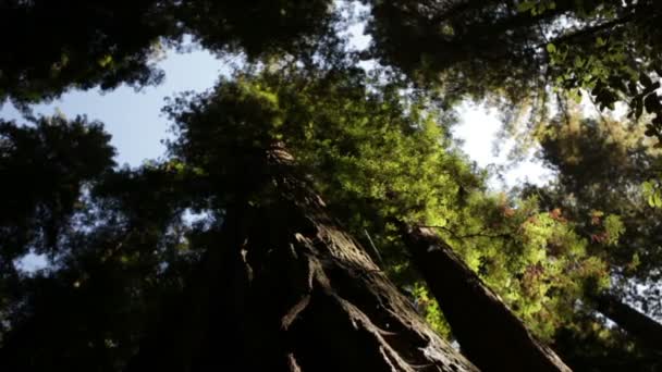 Canopy de pinos muy altos — Vídeo de stock