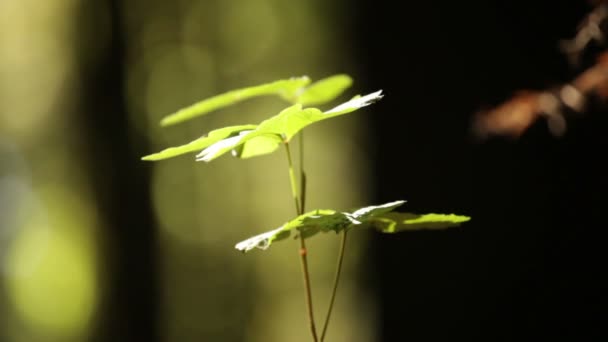 Ensamma planta gungar i en lätt bris — Stockvideo