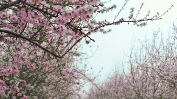 Stock Vidéo Libre de Droit Images de branches de verger en fleurs tournées en Israël — Video