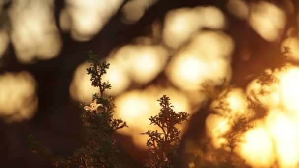 Trær og planter i Moab ved solnedgang – stockvideo