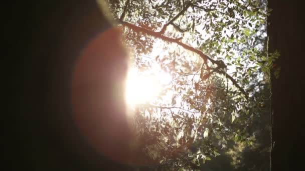 Boulder täckt av mossa med trädgrenar — Stockvideo