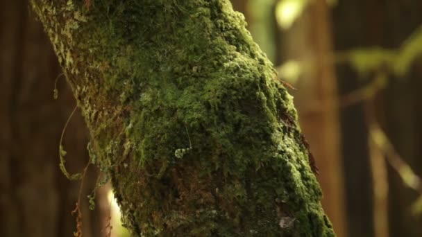 Mos bedekte boom in het bos — Stockvideo