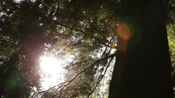 Pinos altos con sol brillando a través de — Vídeo de stock