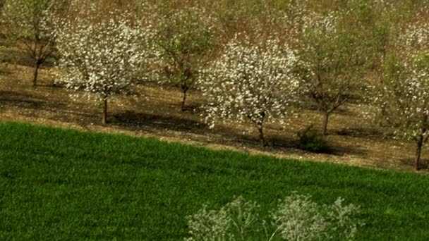 Royalty Free Stock Video Footage of an orchard and fields shot in Israel — Stock Video