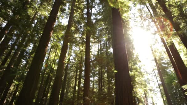Peeks ήλιου μέσα από ένα πυκνό δάσος — Αρχείο Βίντεο