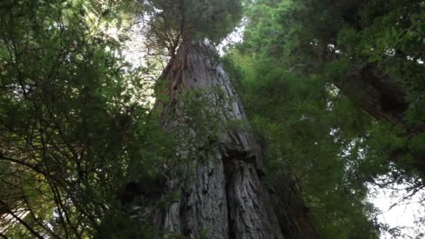 Gran tronco de árbol de secuoyas — Vídeo de stock