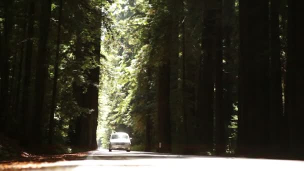 Trädkantad väg som en bil kör förbi — Stockvideo